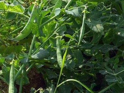 巴格爾特種肥 | 豌豆種植時(shí)間及種植要點(diǎn)