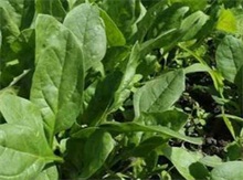 巴格爾特種肥 | 菠菜用肥料要謹(jǐn)慎 巴格爾特種肥 | 菠菜用肥料要謹(jǐn)慎