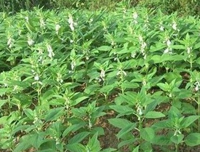 巴格爾特種肥 | 芝麻追肥的時(shí)間和方法 巴格爾特種肥 | 芝麻追肥的時(shí)間和方法