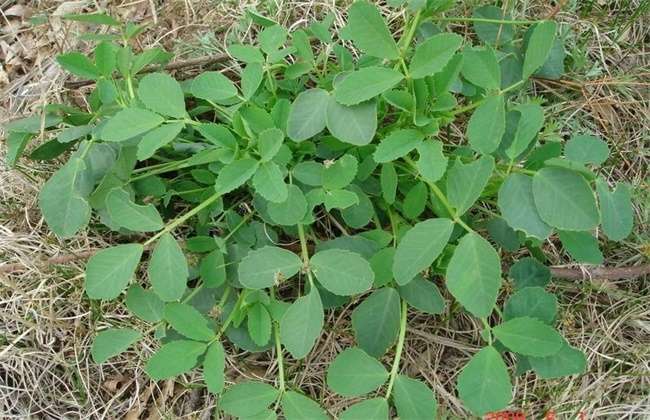 巴格爾特種肥 | 黨參種植技術(shù)
