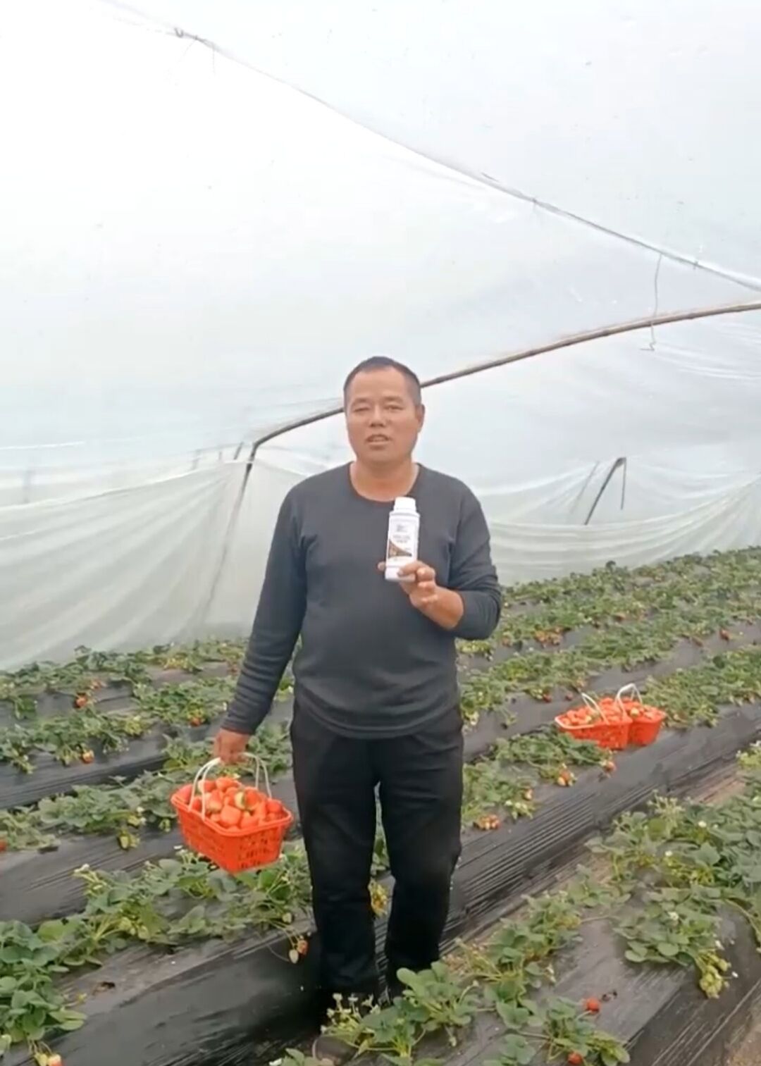 春風碧波果飄香，科學施肥巴格爾特種肥創(chuàng)造高產(chǎn)奇跡！
